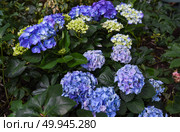 Bright blue Hydrangea macrophylla Endless Summer in bloom, also known as Bigleaf or French Hydrangea. Hydrangeaceae family garden flower. Стоковое фото, фотограф Татьяна Терехина / Фотобанк Лори
