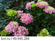 Pink Hydrangea macrophylla Peppermint bush in bloom in garden, known as Bigleaf or French Hydrangea. Ornamental plant, Hydrangeaceae family. Стоковое фото, фотограф Татьяна Терехина / Фотобанк Лори