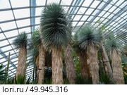 Tall Yucca rostrata plants growing in a greenhouse with a glass roof, showcasing their dense spiky foliage and shaggy trunks in a lush botanical setting. Стоковое фото, фотограф Татьяна Терехина / Фотобанк Лори