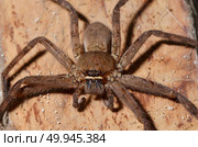 Detail of a tarantula spider. Стоковое фото, агентство Ingram Publishing / Фотобанк Лори