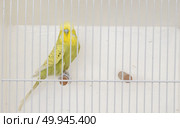 Colorful bird locked in cage wanting to get out. Стоковое фото, агентство Ingram Publishing / Фотобанк Лори
