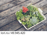 Collection of various cactus and succulent plants in different pots. Potted cactus house plants. Стоковое фото, агентство Ingram Publishing / Фотобанк Лори