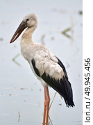 Open billed Stork bird, Anastomus oscitans in the water. Стоковое фото, агентство Ingram Publishing / Фотобанк Лори