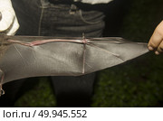 Bat in hand of researcher, Of research studies in the field. Стоковое фото, агентство Ingram Publishing / Фотобанк Лори