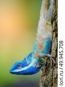 Blue Lizard with big eyes in closed up details, like small reptile with nice details on its painted body. Стоковое фото, агентство Ingram Publishing / Фотобанк Лори