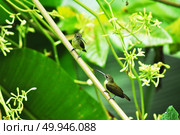 Brid in the nature. Стоковое фото, агентство Ingram Publishing / Фотобанк Лори