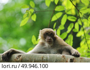 behaviors of monkey in the nature, wild macaques. Стоковое фото, агентство Ingram Publishing / Фотобанк Лори