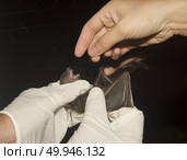 Bat in hand of researcher, Of research studies in the field. Стоковое фото, агентство Ingram Publishing / Фотобанк Лори