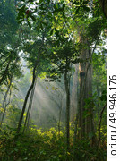 autumn sunlight breaks through the trees. Стоковое фото, агентство Ingram Publishing / Фотобанк Лори