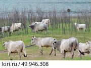 Cows in a meadow in the riverside, Thailand. Стоковое фото, агентство Ingram Publishing / Фотобанк Лори
