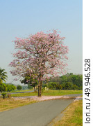 Tabebuia rosea blossom with grass field background. Стоковое фото, агентство Ingram Publishing / Фотобанк Лори