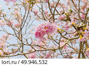 Pink Tabebuia flower blossom, Thailand. Стоковое фото, агентство Ingram Publishing / Фотобанк Лори