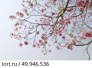 Pink Tabebuia flower blossom, Thailand. Стоковое фото, агентство Ingram Publishing / Фотобанк Лори