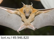 Bat in hand of researcher. Стоковое фото, агентство Ingram Publishing / Фотобанк Лори