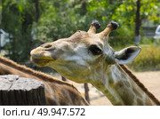 giraffe. Стоковое фото, агентство Ingram Publishing / Фотобанк Лори