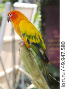 beautiful of colorful parrot bird. Стоковое фото, агентство Ingram Publishing / Фотобанк Лори