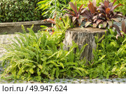 flower pot and plant in the garden. Стоковое фото, агентство Ingram Publishing / Фотобанк Лори