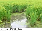 Rice. Spikelet of rice on the background of green leaves. Стоковое фото, агентство Ingram Publishing / Фотобанк Лори