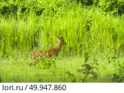 Muntiacus muntjak or fea’s barking deer or so called fea’s muntjac with flowers in backgound. Стоковое фото, агентство Ingram Publishing / Фотобанк Лори