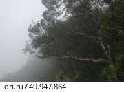 tropical rainforest,Khao Yai National Park Thailand. Стоковое фото, агентство Ingram Publishing / Фотобанк Лори