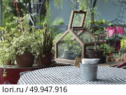 Adorable indoor cactus garden. Стоковое фото, агентство Ingram Publishing / Фотобанк Лори