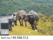 Herd of buffalo on the prairie. Стоковое фото, агентство Ingram Publishing / Фотобанк Лори