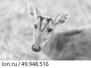 Barking deer on nature field at Khao Yai National Park,Thailand, black and white. Стоковое фото, агентство Ingram Publishing / Фотобанк Лори
