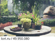 Collection of various cactus and succulent plants in different p. Collection of various cactus and succulent plants in different pots. Potted cactus house plants. Collection of various cactus and succulent plants in different pots. Potted cactus house plants. Стоковое фото, агентство Ingram Publishing / Фотобанк Лори