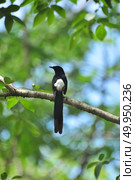 White-rumped Shama. Стоковое фото, агентство Ingram Publishing / Фотобанк Лори