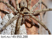 Detail of a tarantula spider. Стоковое фото, агентство Ingram Publishing / Фотобанк Лори
