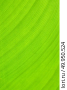 Banana leaf texture background. Стоковое фото, агентство Ingram Publishing / Фотобанк Лори
