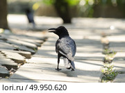 Thailand, Bangkok, Bangkok zoo, black crow (Corvus frugilegus) Стоковое фото, агентство Ingram Publishing / Фотобанк Лори