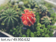 Collection of various cactus and succulent plants in different p. Collection of various cactus and succulent plants in different pots. Potted cactus house plants. Collection of various cactus and succulent plants in different pots. Potted cactus house plants. Стоковое фото, агентство Ingram Publishing / Фотобанк Лори
