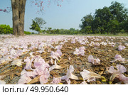 Tabebuia rosea in thailand. Стоковое фото, агентство Ingram Publishing / Фотобанк Лори