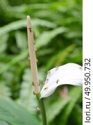 An anthurium flower spadix. Стоковое фото, агентство Ingram Publishing / Фотобанк Лори