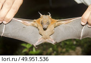 Bat in hand of researcher. Стоковое фото, агентство Ingram Publishing / Фотобанк Лори