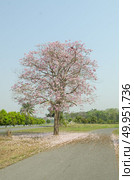Tabebuia rosea in thailand. Стоковое фото, агентство Ingram Publishing / Фотобанк Лори