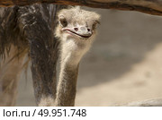 Ostrich head closeup. Стоковое фото, агентство Ingram Publishing / Фотобанк Лори