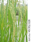 Rice. Spikelet of rice on the background of green leaves. Стоковое фото, агентство Ingram Publishing / Фотобанк Лори