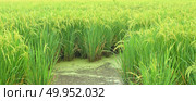 Rice. Spikelet of rice on the background of green leaves. Стоковое фото, агентство Ingram Publishing / Фотобанк Лори