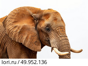 A close-up view of an elephant showing its impressive tusks and textured skin. Стоковое AI-изображение, AI-художник Данила Большаков / Фотобанк Лори