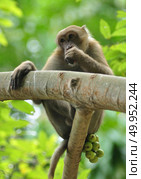 behaviors of monkey in the nature, wild macaques. Стоковое фото, агентство Ingram Publishing / Фотобанк Лори