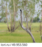 black hawk bird sitting on an branch in a tree. Стоковое фото, агентство Ingram Publishing / Фотобанк Лори