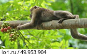 behaviors of monkey in the nature, wild macaques. Стоковое фото, агентство Ingram Publishing / Фотобанк Лори