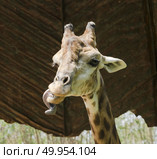 Portrait of a curious giraffe (Giraffa camelopardalis) Стоковое фото, агентство Ingram Publishing / Фотобанк Лори