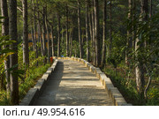 Beautiful landscape of nature at Dalat countryside, a famous place for Vietnam travel, street through wonderful pine forest, sunlight through pine tree make amazing scene on day, impression jungle. Стоковое фото, агентство Ingram Publishing / Фотобанк Лори