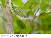 close-up of green mamba snake on tree, tropical forest, Thailand. Стоковое фото, агентство Ingram Publishing / Фотобанк Лори