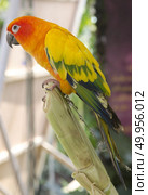 beautiful of colorful parrot bird. Стоковое фото, агентство Ingram Publishing / Фотобанк Лори
