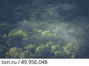 view of tropical forest, Khao Yai National Park, Thailand. Стоковое фото, агентство Ingram Publishing / Фотобанк Лори