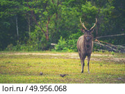 wild deer in forest, Khao Yai National Park, Thailand. Стоковое фото, агентство Ingram Publishing / Фотобанк Лори